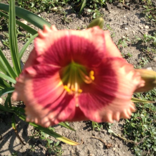 Hello screamer - Hemerocallis 2018