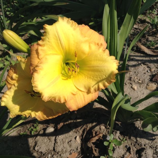 Cathy sunset - Hemerocallis 2018