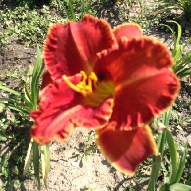 Siloam paul - Hemerocallis 2018