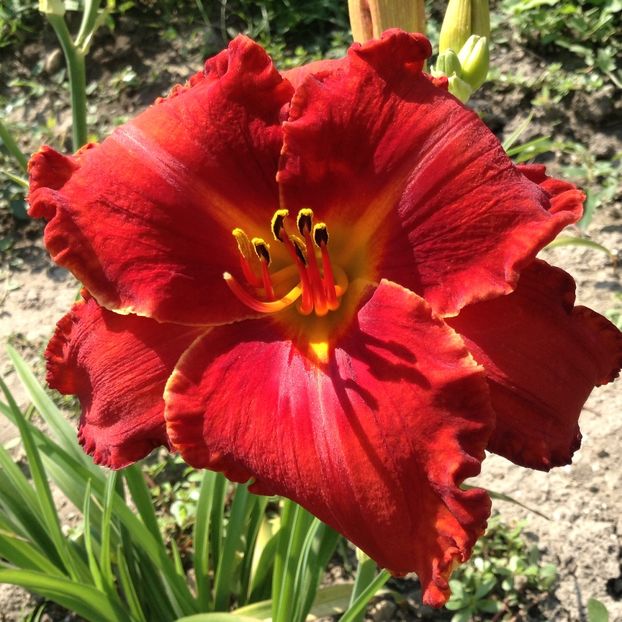 Apache war dance - Hemerocallis 2018