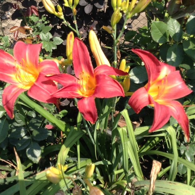 Cherry cheeck - Hemerocallis 2018