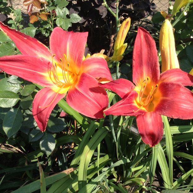 image - Hemerocallis 2018