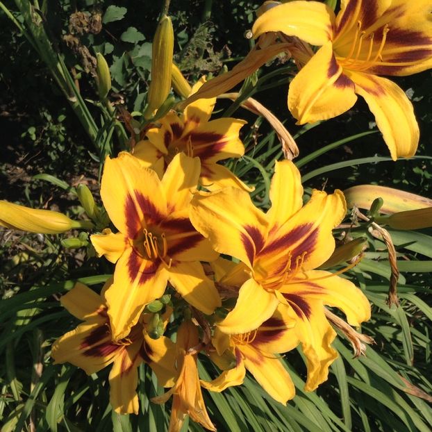 Bonanza - Hemerocallis 2018