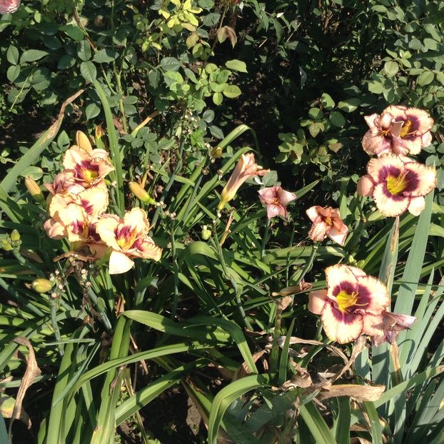 image - Hemerocallis 2018