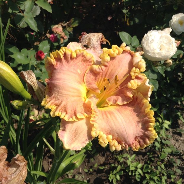 Darla anita - Hemerocallis 2018