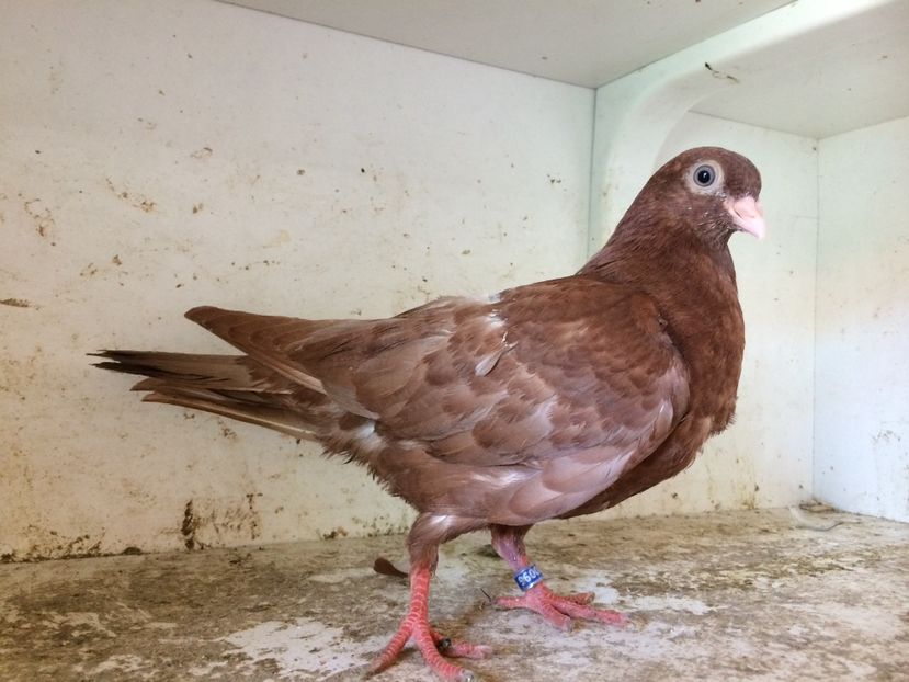 105 - 1-Lot zbor 2018