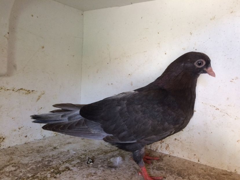 121 - 1-Lot zbor 2018