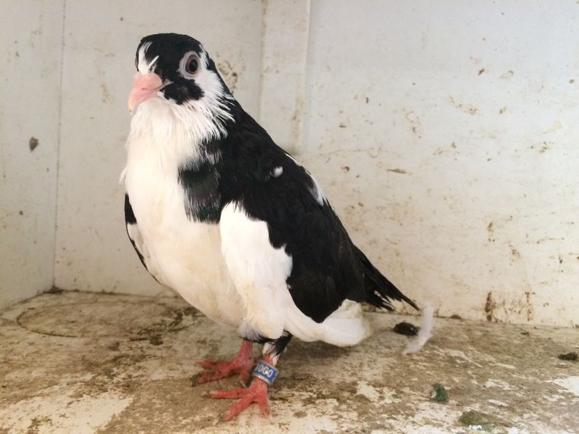 91 - 1-Lot zbor 2018