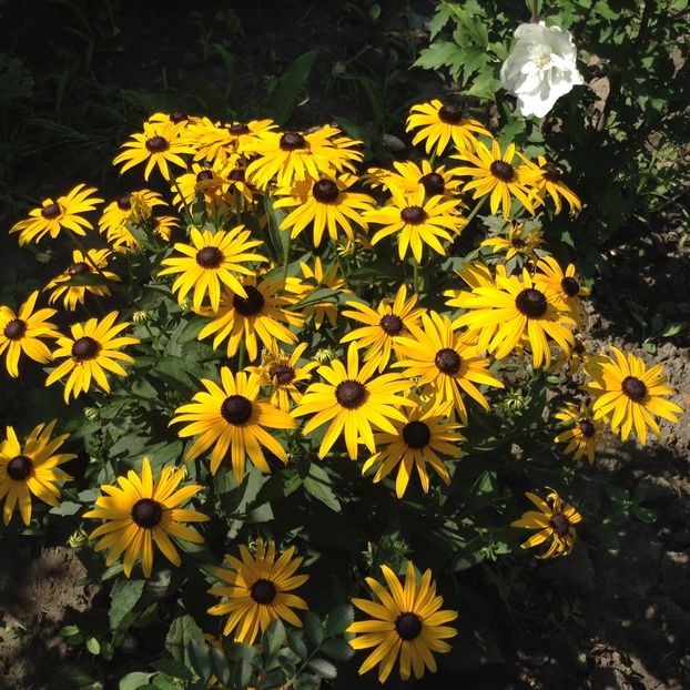 Rudbeckia - Vara 2018