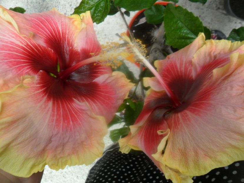  - hibiscusi 2018 3