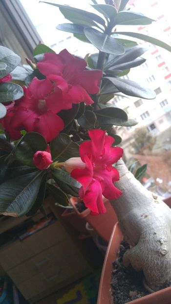  - adenium 2017 si 2018