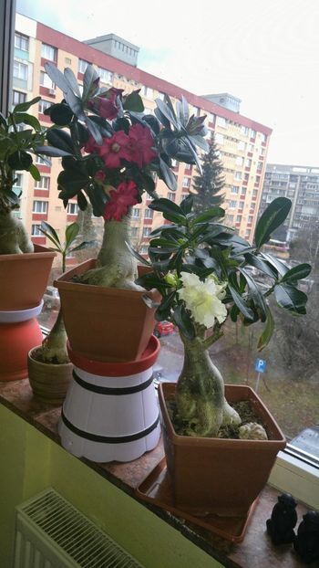  - adenium 2017 si 2018