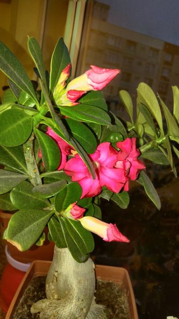  - adenium 2017 si 2018