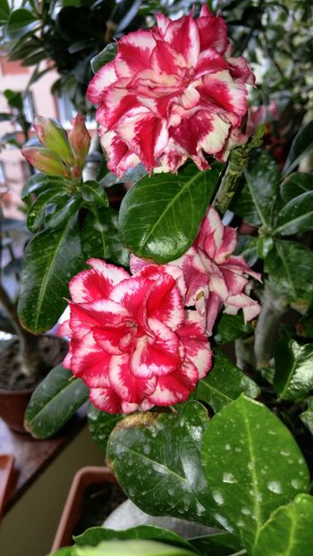  - adenium 2017 si 2018