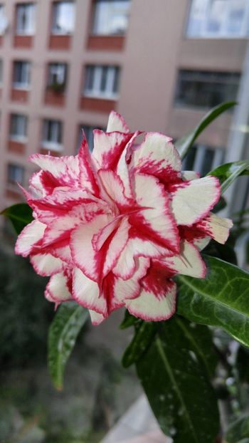  - adenium 2017 si 2018