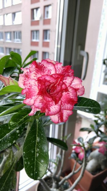  - adenium 2017 si 2018