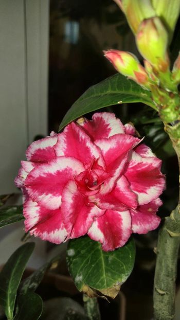  - adenium 2017 si 2018