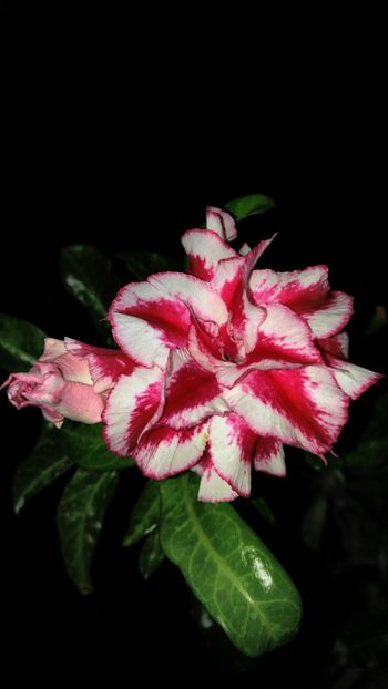  - adenium 2017 si 2018