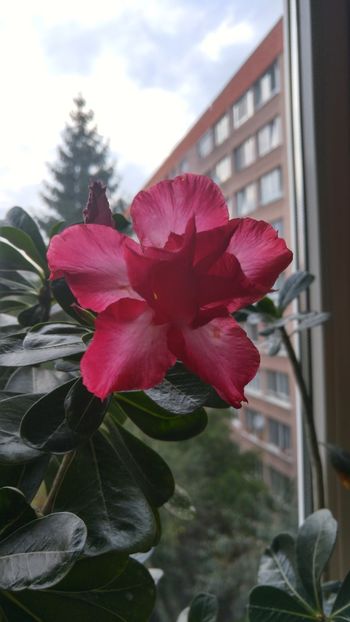 20180709_202356_HDR - adenium 2017 si 2018