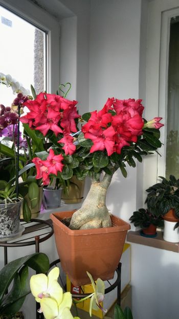  - adenium 2017 si 2018