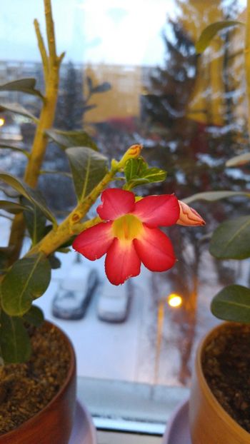  - adenium 2017 si 2018