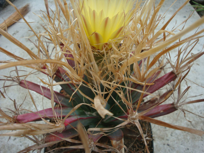 Leuchtenbergia principis (W.J. Hooker 1848) - Genul Leuchtenbergia