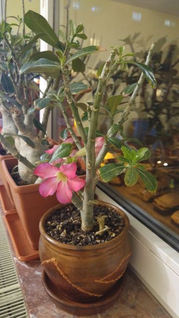  - adenium 2017 si 2018