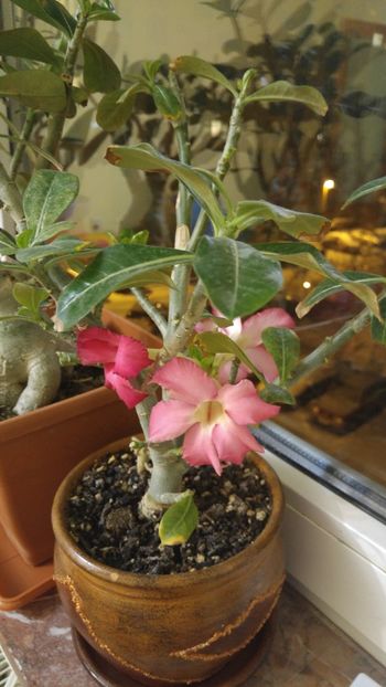  - adenium 2017 si 2018