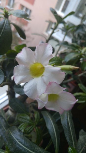  - adenium 2017 si 2018