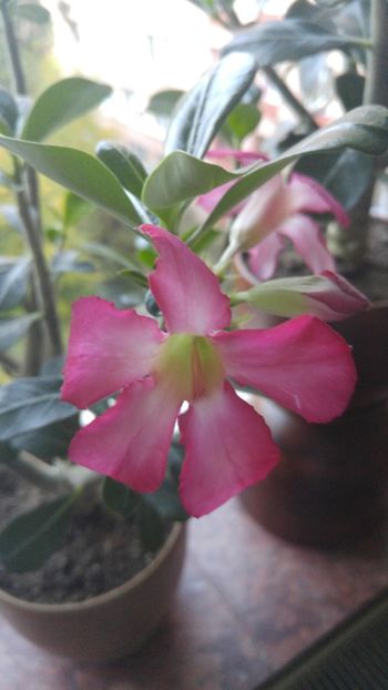  - adenium 2017 si 2018