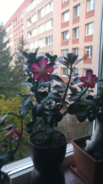  - adenium 2017 si 2018