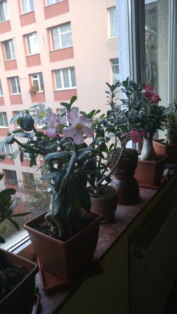  - adenium 2017 si 2018