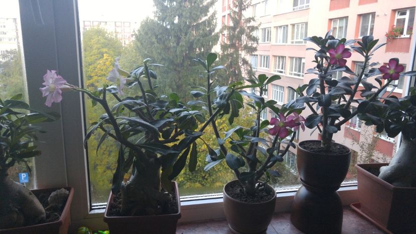  - adenium 2017 si 2018