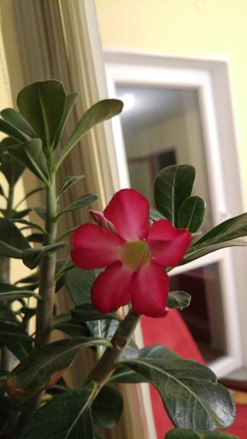  - adenium 2017 si 2018