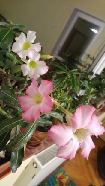  - adenium 2017 si 2018