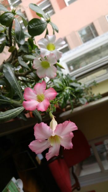  - adenium 2017 si 2018