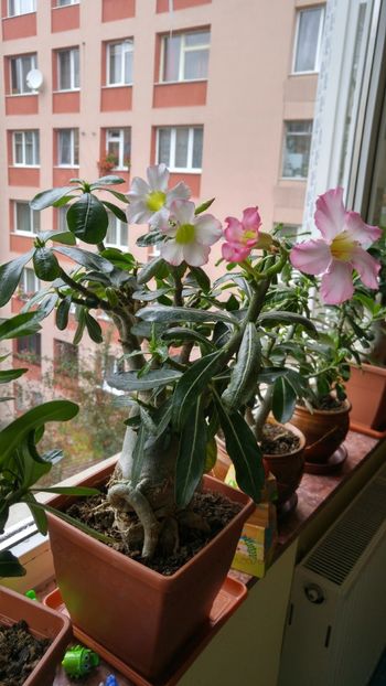  - adenium 2017 si 2018