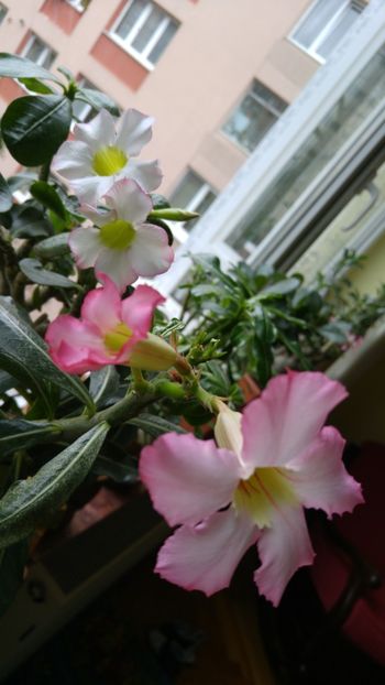  - adenium 2017 si 2018