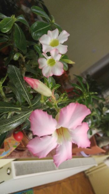  - adenium 2017 si 2018