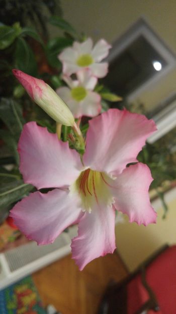  - adenium 2017 si 2018