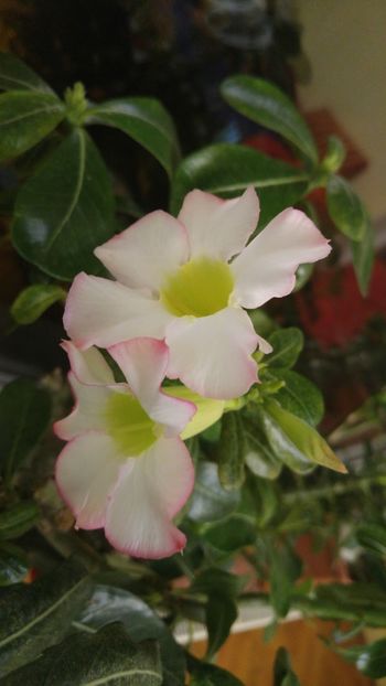  - adenium 2017 si 2018