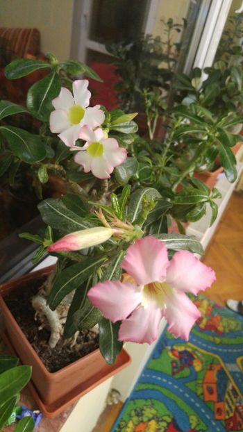  - adenium 2017 si 2018