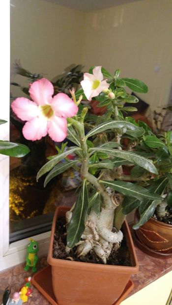  - adenium 2017 si 2018