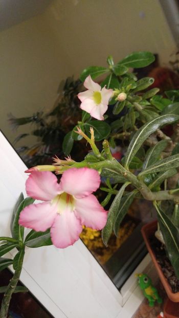  - adenium 2017 si 2018