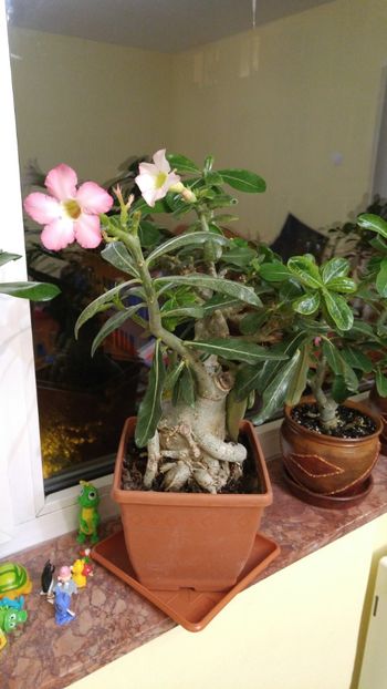  - adenium 2017 si 2018