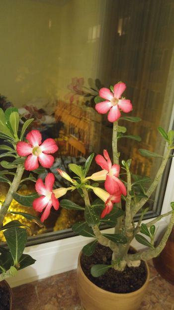  - adenium 2017 si 2018