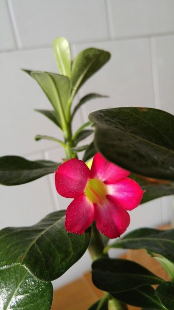  - adenium 2017 si 2018