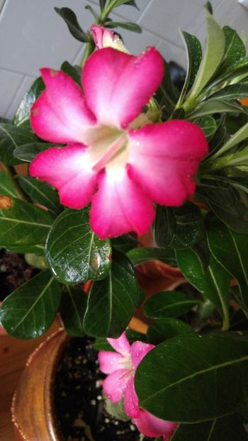  - adenium 2017 si 2018