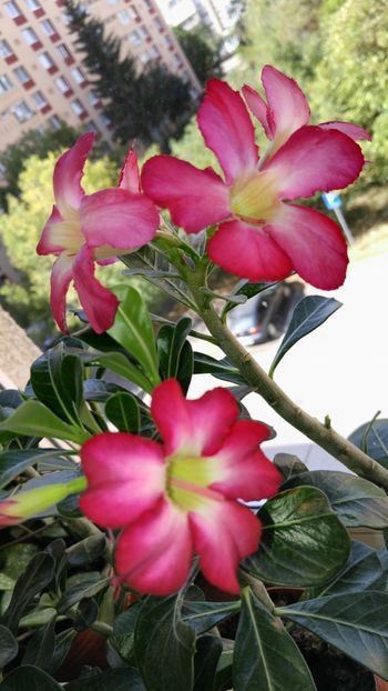  - adenium 2017 si 2018