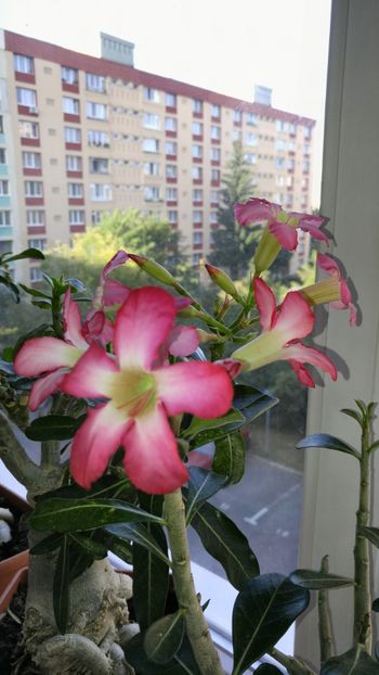  - adenium 2017 si 2018